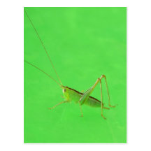 Katydid on Green Vinyl Postcard.