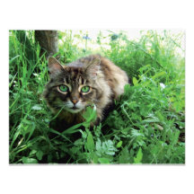 Katze Personalized Invite