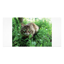 Katze Personalized Photo Card