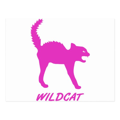katze wildkatze kätzchen mieze cat pussy wildcat m postkarte