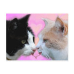 Katzen Liebespaar postcards