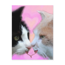 Katzen Liebespaar Postkarten