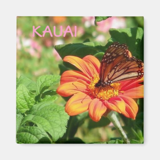 Kauai Hawaii Butterfly on Orange Wildflower Magnets
