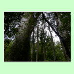 Kauri Forest postcards