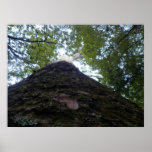 Kauri Poster