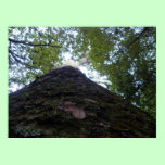 Kauri posters