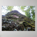 Kauri Posters