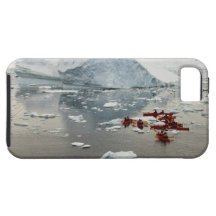 Kayaking Antarctica iPhone 5 Cases