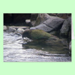 Kea cards