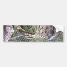 Kea : Le perroquet alpin Adhésif Pour Voiture