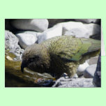 Kea: The Alpine Parrot cards