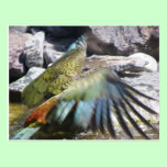 Kea: The Alpine Parrot postcards