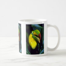 Keel-billed toucan mugs