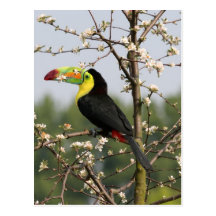Keel billed Toucan Postcards