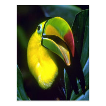 Keel-billed toucan postcards
