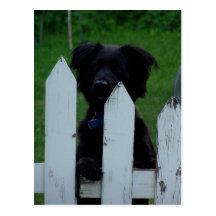 keeping an eye out post cards