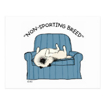 Keeshond "Non-Sporting Breed" Postcard