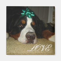 Kelly's Bernese Mountain Dogs Refrigerator Magnet
