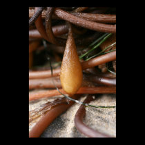 Kelp Pod Poster taken on Santa Cruz Beach Ca posters