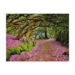 Kenmare Fairy Road Post Card