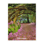 Kenmare Ireland Post Card