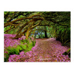 Kenmare Postcards