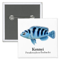Kennyi Pseudotropheus lombardoi Pin