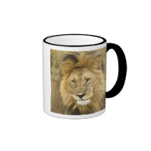 Kenya, Masai Mara. Close-up of lion. Credit as: Coffee Mugs