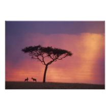 Kenya: Masai Mara National Park, Sunset. Photo Art