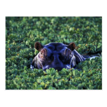 Kenya, Masai Mara National Reserve. Post Cards