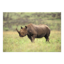 Kenya, Nairobi National Park. Black Rhinoceros Photo Print