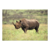 Kenya, Nairobi National Park. Black Rhinoceros
