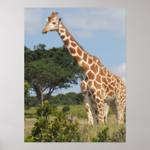 KENYA  Towering Giraffe Posters