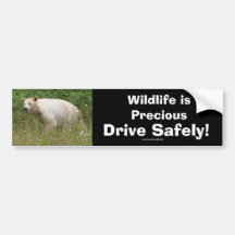 Kermode Spirit Bear Driver Safety Bumpersticker Bumper Sticker