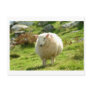 Kerry Sheep on Ring of Kerry Postcards