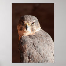 Kestrel Posters
