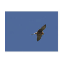 Kestrel, Turmfalke, falco tinnunculus Postcard