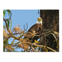 Kettle River Eagle Postcard