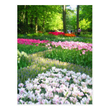 Keukenhof garden - Holland postcard