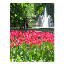 Keukenhof garden - Holland postcard