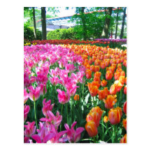 Keukenhof garden - Holland postcard