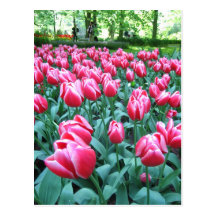 Keukenhof garden - Holland postcard
