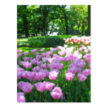 Keukenhof garden - Holland postcard