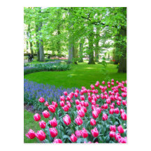 Keukenhof garden - Holland postcard