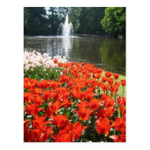 Keukenhof garden - Holland postcard