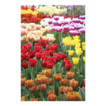 Keukenhof Gardens, Holland, specializes in 2 Art Photo