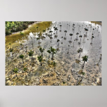 Key Biscayne to Everglades Posters