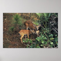 Key Deer Poster