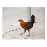 Key West Chicken On Sidewalk Florida Postcard