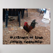 Key West Chicken Print